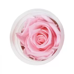 cap trandafir criogenat roz