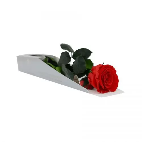 trandafiri criogenat rosu intreg 60 cm kiara
