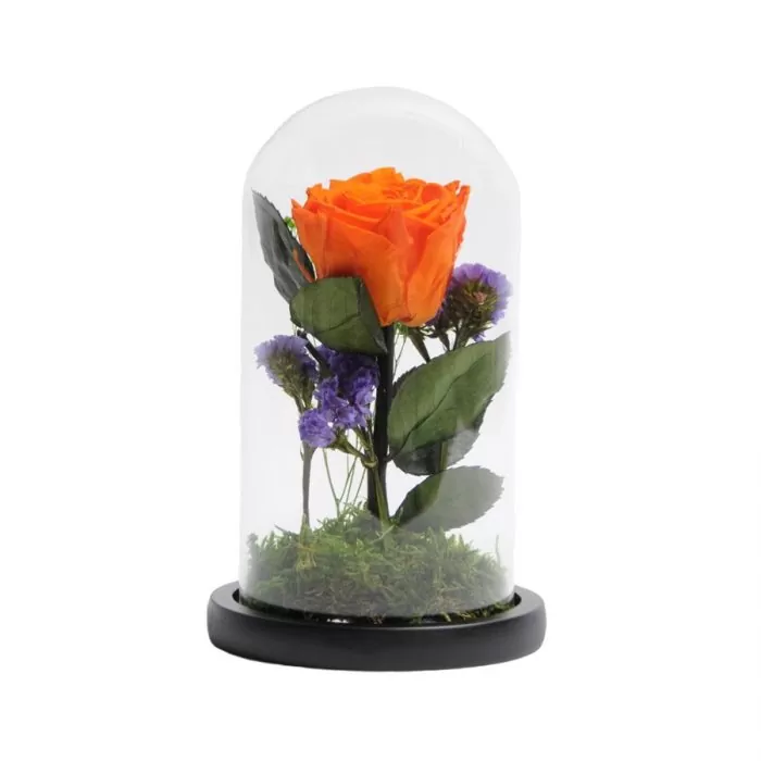 trandafir criogenat portocaliu in cupola 10x20 cm