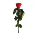 trandafiri criogenat rosu intreg 25 cm verdissimo