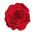 trandafiri criogenat rosu intreg 25 cm verdissimo