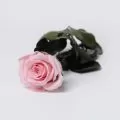 trandafiri criogenat roz intreg 25 cm verdissimo