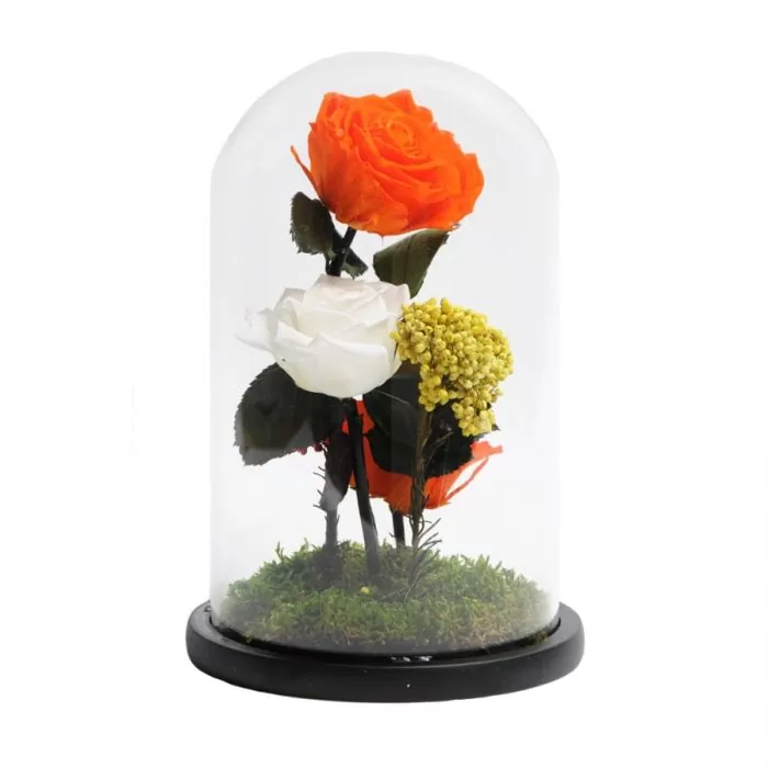 trandafiri criogenati alb si portocaliu in cupola 15x25 cm