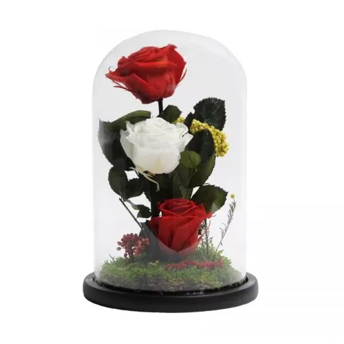 trandafiri criogenati rosii si alb in cupola 15x25 cm